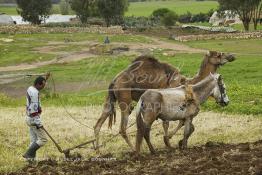 Image du Maroc Professionnelle de  Mohamed agriculteur aux environ d’El Jadida utilise une charrue tiré par un mulet et un chameau, l’emploi d’animaux de bâts de forces différentes s’impose à cause du bon voisinage des deux bêtes contrairement à deux chameaux qui perdent leur temps à se mordre à tour de rôle. Seul inconvénient le tracé de la charrue prend la forme d’un arc sur les grands champs contrairement aux lignes presque droites habituelles. Jeudi 3 Mars 2005. (Photo / Abdeljalil Bounhar)